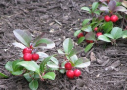 Macrocarpa, wintergreen planted as ornamental, Bryn Mawr