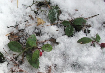 Wintergreen in winter