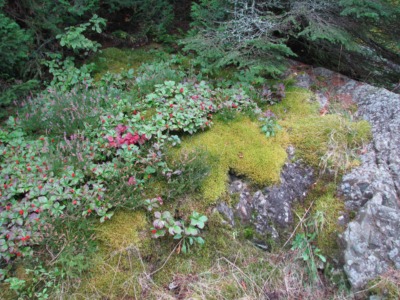 Wild wintergreen in Maine