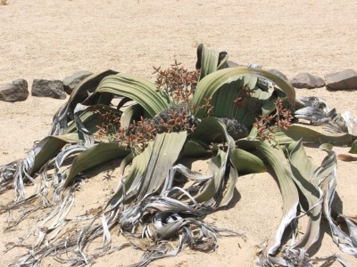 Welwitschia, Male