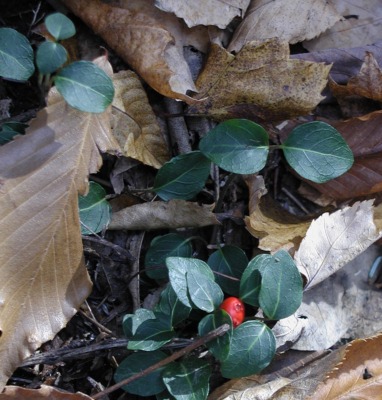 Wintergreen in fall