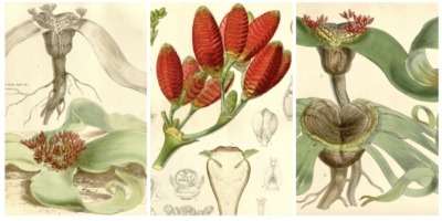 Welwitschia with male & female flowers. Thomas Baines, 1863, Curtis' Botanical Magazine