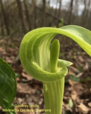 Jack in the Pulpit