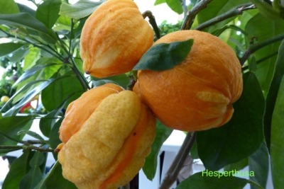 Bizarre citrus fruit chimera