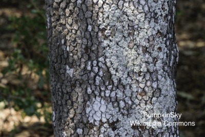 Dogwood bark