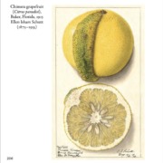 Grapefruit chimera, illustration from my book Fruit: From the USDA Pomological Watercolor Collection