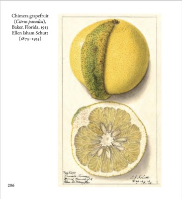 Grapefruit chimera, illustration from my book Fruit: From the USDA Pomological Watercolor Collection
