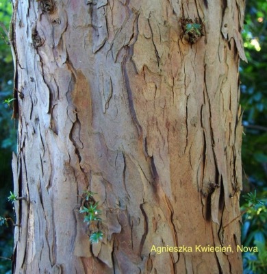 Taxus baccata, yew bark