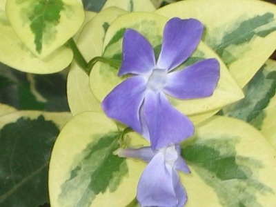 Vinca major 'Variegata'
