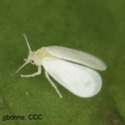 Whitefly