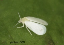 Whitefly