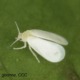 Whitefly