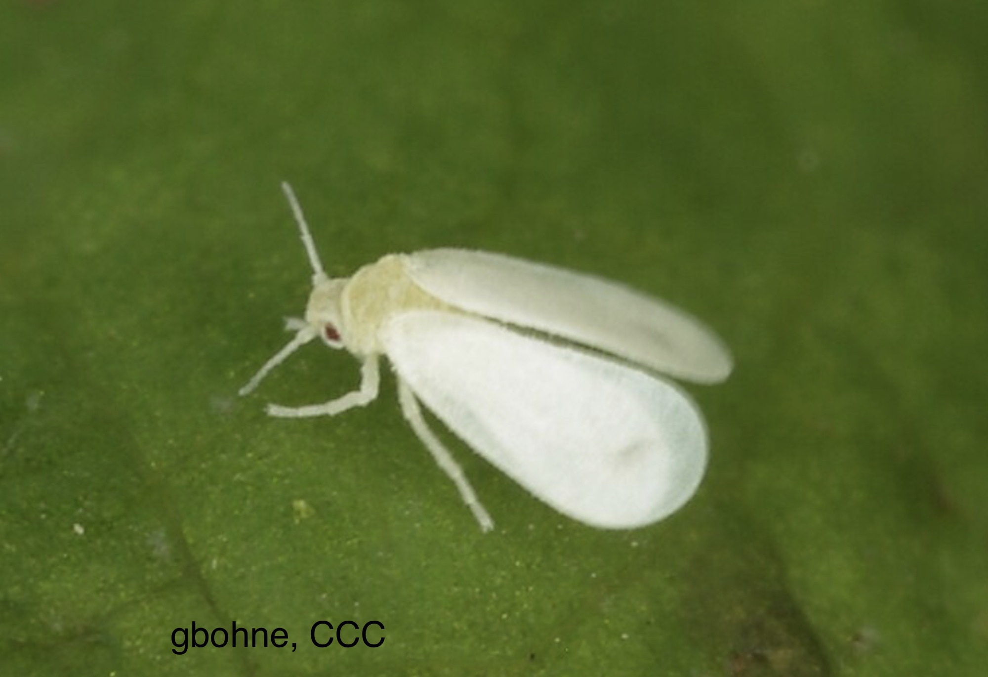 bitter plant Bitter Melon – North Circle Seeds main image 1