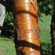 Bark of paperbark maple