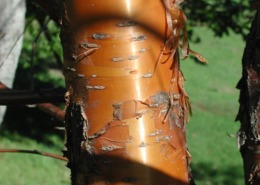 Bark of paperbark maple