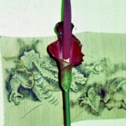 Another relative, this one called Amorphophallus