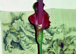 Another relative, this one called Amorphophallus