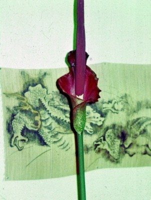 Another relative, this one called Amorphophallus