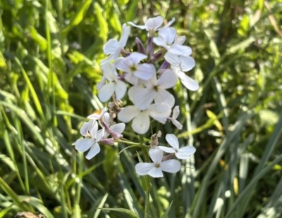 Not usually eaten but a pretty flower, Dame's rocket is a Crucifer
