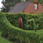 Hedges need repeated shearing with hedge shears each season