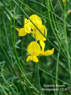 Spanish broom, ann ornamental Pea Family relative.