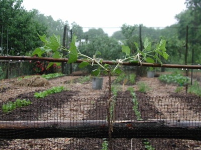 Currant trunk with 2 developing arms