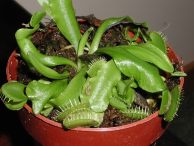 Venus flytrap