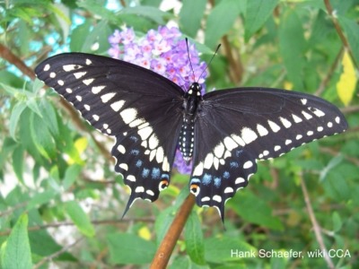 Eastern Black Swallowtail