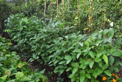 A roy of edamame in my garden.