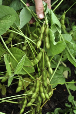 Edamame on plant