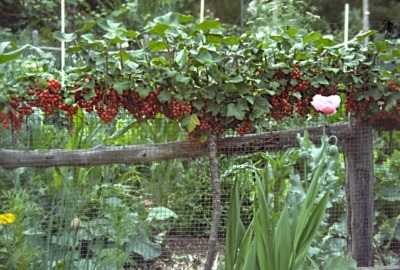 Espalier, redcurrant in fruit