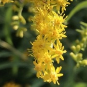 Yes, goldenrod is in the Daisy Family!