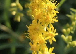 Yes, goldenrod is in the Daisy Family!