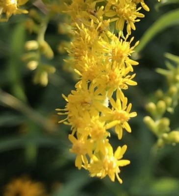 Yes, goldenrod is in the Daisy Family!