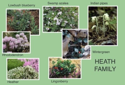 Heath Family plants