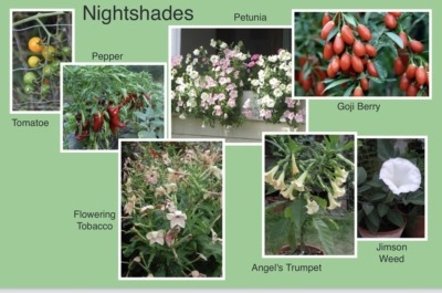 Nightshade family plants