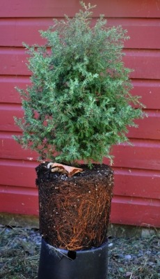 Height and healthy roots indicate that this tree is just the right size for its pot