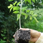 Stocky tomato transplant