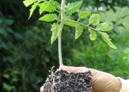 Stocky tomato transplant