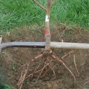Bare root tree in planting hole
