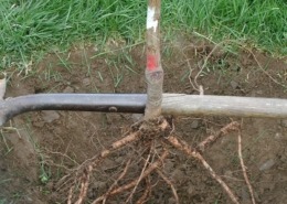Bare root tree in planting hole