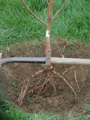Bare root tree in planting hole