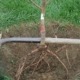 Bare root tree in planting hole