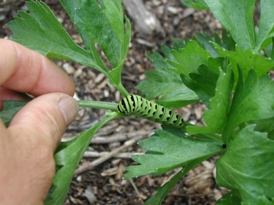 Celery worm