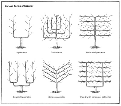 Various forms for espalier