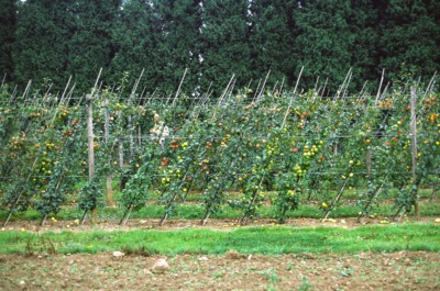 Oblique cordon espaliers in Great Britain