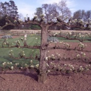 Espalier pear