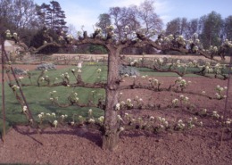 Espalier pear