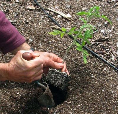 Tomato planting
