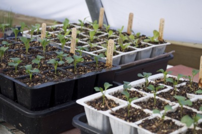 Young seedlings in greenhouse